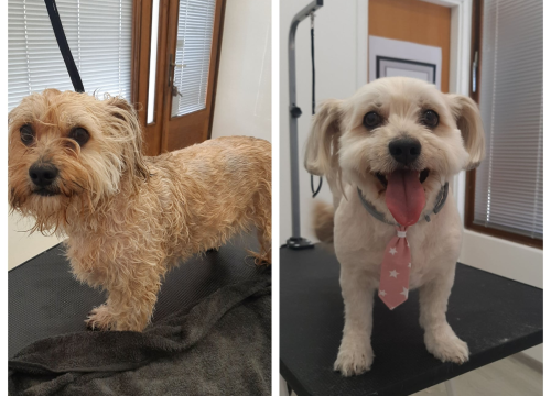 Fotografija 5 - Salon za šišanje pasa Luki pružit će najbolju njegu vašim ljubimcima!