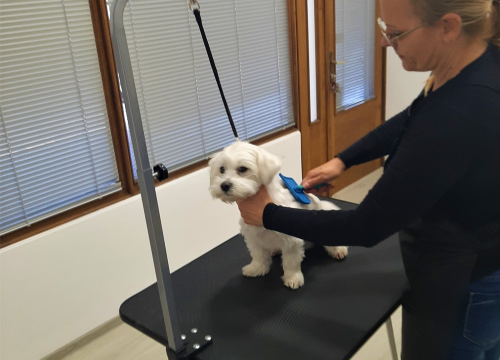 Fotografija 2 - Salon za šišanje pasa Luki pružit će najbolju njegu vašim ljubimcima!