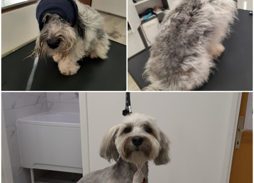 Fotografija 10 - Salon za šišanje pasa Luki pružit će najbolju njegu vašim ljubimcima!