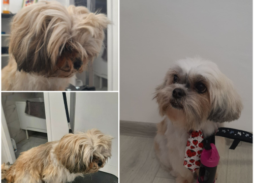 Fotografija 12 - Salon za šišanje pasa Luki pružit će najbolju njegu vašim ljubimcima!