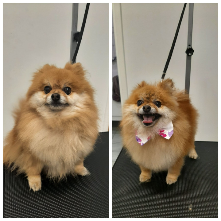 Salon za šišanje pasa Luki pružit će najbolju njegu vašim ljubimcima!