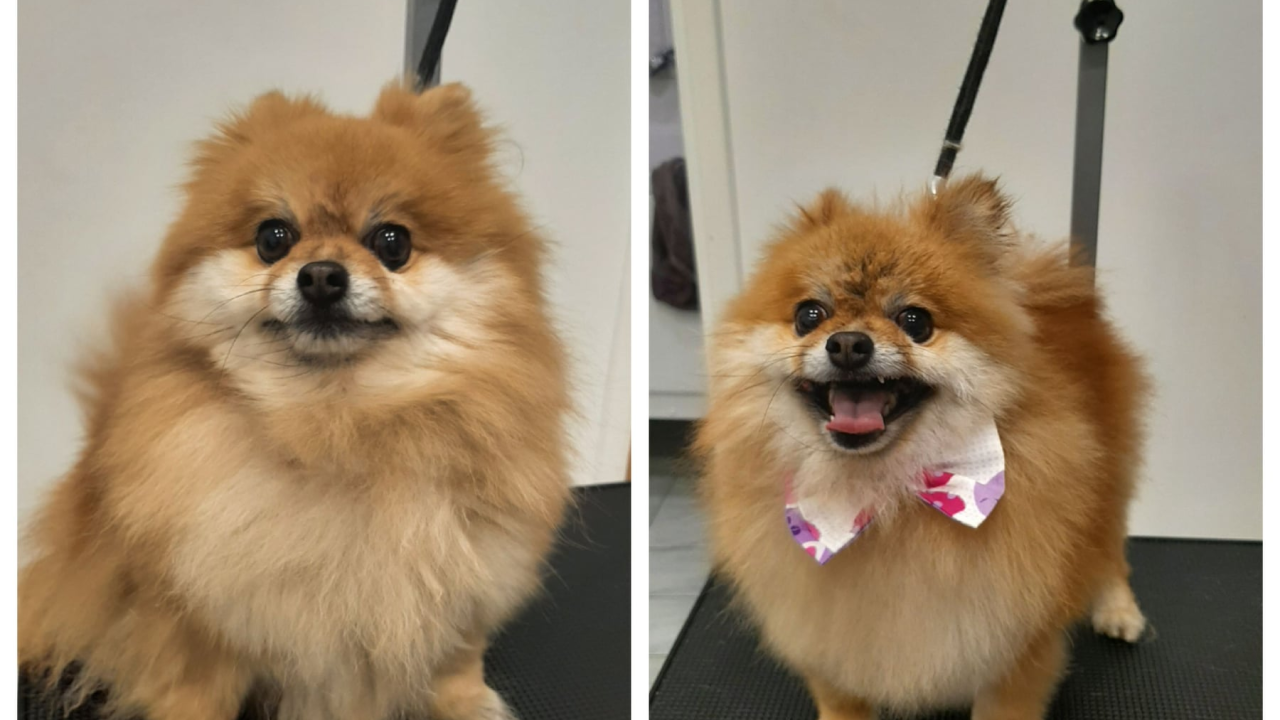 Salon za šišanje pasa Luki pružit će najbolju njegu vašim ljubimcima!