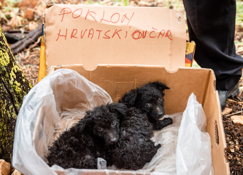 Fotografija 33 - Bili smo na Benkovačkom sajmu: Najtraženija 'roba' su CD-evi Thompsona i Bulića, a za prasetinu se čeka red