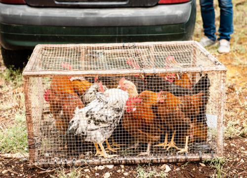 Fotografija 35 - Bili smo na Benkovačkom sajmu: Najtraženija 'roba' su CD-evi Thompsona i Bulića, a za prasetinu se čeka red