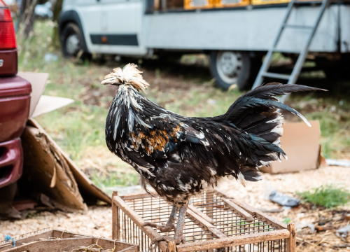 Fotografija 37 - Bili smo na Benkovačkom sajmu: Najtraženija 'roba' su CD-evi Thompsona i Bulića, a za prasetinu se čeka red