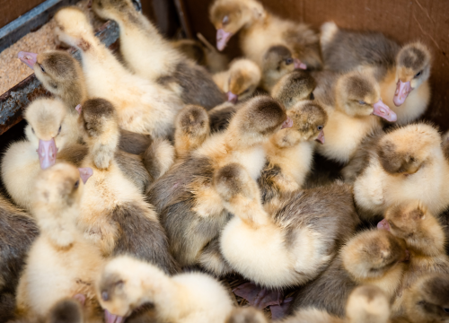 Fotografija 41 - Bili smo na Benkovačkom sajmu: Najtraženija 'roba' su CD-evi Thompsona i Bulića, a za prasetinu se čeka red