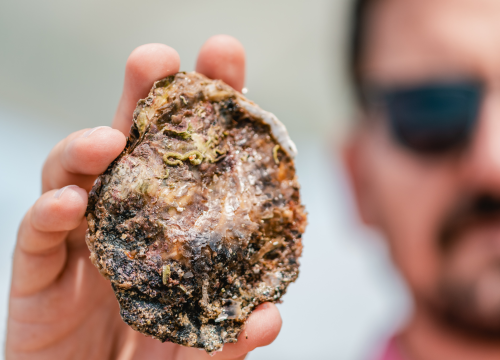 Fotografija 15 - Posjetite novootvorenu kušaonicu školjaka i vina Oyster22!