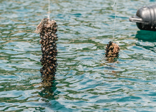 Fotografija 20 - Posjetite novootvorenu kušaonicu školjaka i vina Oyster22!