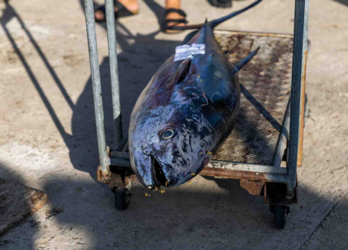 Fotografija 8 - Posjetite besplatnu radionicu o zaštiti ribe i očuvanju ribljeg fonda u Jezerima!