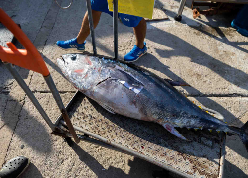 Fotografija 9 - Posjetite besplatnu radionicu o zaštiti ribe i očuvanju ribljeg fonda u Jezerima!
