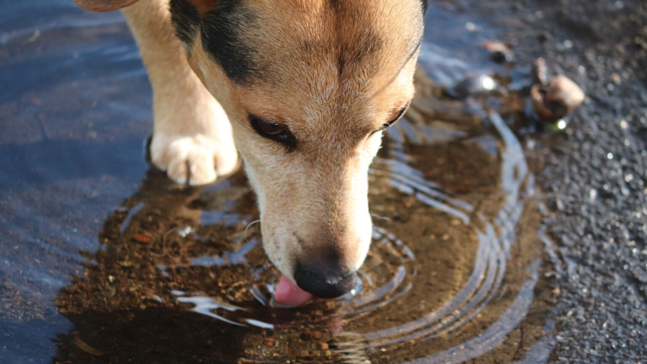 Ljetne šetnje: Evo kako zaštititi šape ljubimaca tijekom vrućina