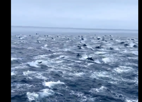 Fascinantna snimka 'stampeda' dupina kod San Diega