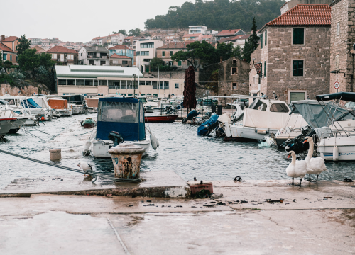 Fotografija 3 - Patak Mile je dolački mezimac, labudovi nisu dobrodošli: ‘Posla bi ih kod britanske kraljice’