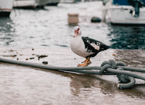 Fotografija 2 - Patak Mile je dolački mezimac, labudovi nisu dobrodošli: ‘Posla bi ih kod britanske kraljice’
