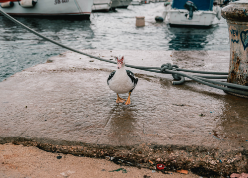 Fotografija 4 - Patak Mile je dolački mezimac, labudovi nisu dobrodošli: ‘Posla bi ih kod britanske kraljice’