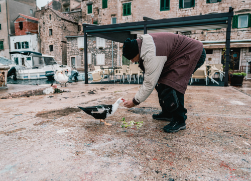 Fotografija 5 - Patak Mile je dolački mezimac, labudovi nisu dobrodošli: ‘Posla bi ih kod britanske kraljice’