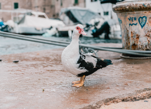 Fotografija 6 - Patak Mile je dolački mezimac, labudovi nisu dobrodošli: ‘Posla bi ih kod britanske kraljice’
