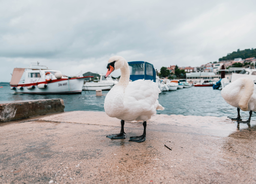 Fotografija 8 - Patak Mile je dolački mezimac, labudovi nisu dobrodošli: ‘Posla bi ih kod britanske kraljice’