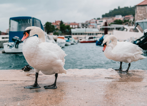 Fotografija 9 - Patak Mile je dolački mezimac, labudovi nisu dobrodošli: ‘Posla bi ih kod britanske kraljice’