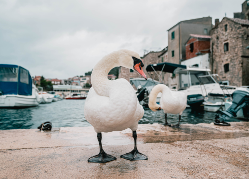 Fotografija 10 - Patak Mile je dolački mezimac, labudovi nisu dobrodošli: ‘Posla bi ih kod britanske kraljice’