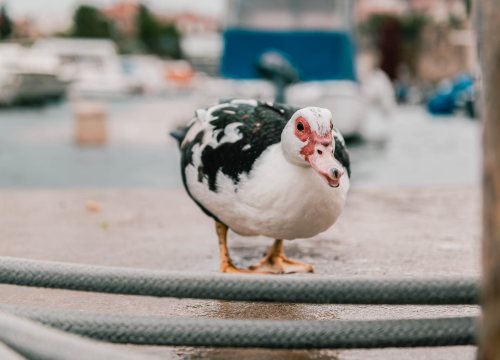 Fotografija 11 - Patak Mile je dolački mezimac, labudovi nisu dobrodošli: ‘Posla bi ih kod britanske kraljice’