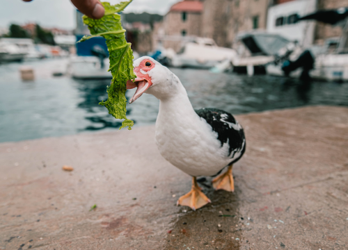 Fotografija 12 - Patak Mile je dolački mezimac, labudovi nisu dobrodošli: ‘Posla bi ih kod britanske kraljice’