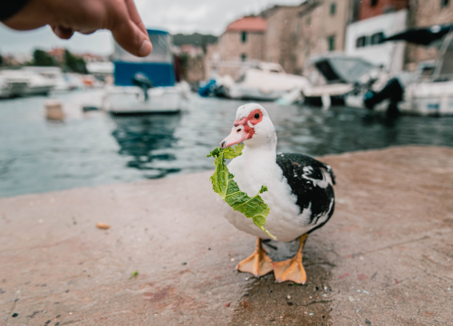 Fotografija 13 - Patak Mile je dolački mezimac, labudovi nisu dobrodošli: ‘Posla bi ih kod britanske kraljice’