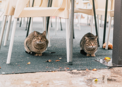 Fotografija 14 - Patak Mile je dolački mezimac, labudovi nisu dobrodošli: ‘Posla bi ih kod britanske kraljice’