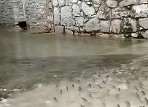 Vesela strana poplava po županiji: Jato ribica na ulicama Murtera