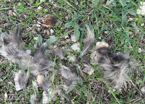 Fotografija 3 - Lovci im zapucali iznad glava dok su brali masline u Donjem Polju: 'Jedan me čak i odgurnuo s puškom!'