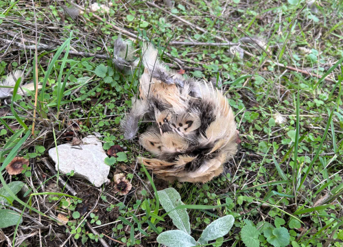 Fotografija 5 - Lovci im zapucali iznad glava dok su brali masline u Donjem Polju: 'Jedan me čak i odgurnuo s puškom!'