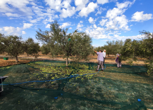 Fotografija 8 - OPG Ivić od hobija postao obiteljski posao prepoznat u svijetu: 'Mnogo je truda i odricanja, ali priznanja daju vjetar u leđa'