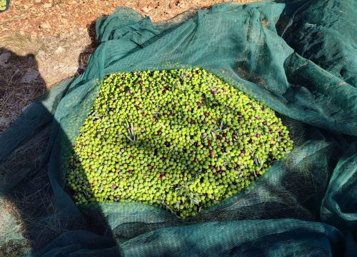 Fotografija 6 - OPG Ivić od hobija postao obiteljski posao prepoznat u svijetu: 'Mnogo je truda i odricanja, ali priznanja daju vjetar u leđa'