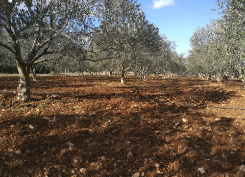 Fotografija 3 - OPG Ivić od hobija postao obiteljski posao prepoznat u svijetu: 'Mnogo je truda i odricanja, ali priznanja daju vjetar u leđa'
