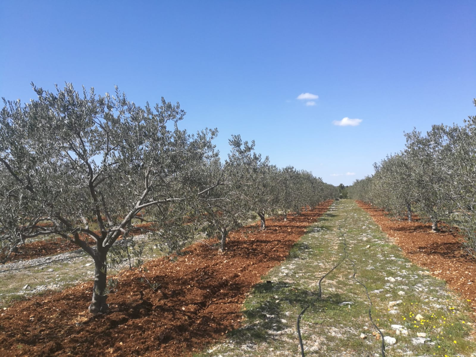 OPG Ivić od hobija postao obiteljski posao prepoznat u svijetu: 'Mnogo je truda i odricanja, ali priznanja daju vjetar u leđa'