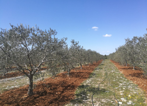 Fotografija 2 - OPG Ivić od hobija postao obiteljski posao prepoznat u svijetu: 'Mnogo je truda i odricanja, ali priznanja daju vjetar u leđa'