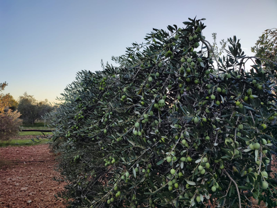 OPG Ivić od hobija postao obiteljski posao prepoznat u svijetu: 'Mnogo je truda i odricanja, ali priznanja daju vjetar u leđa'