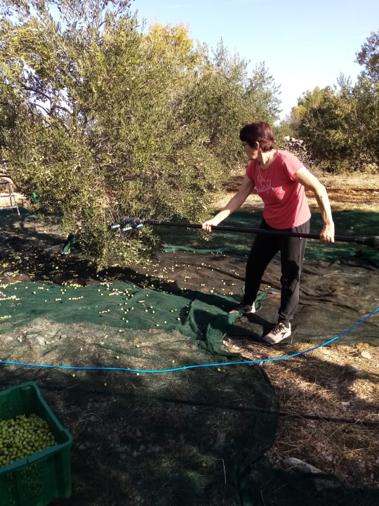 OPG Ivić od hobija postao obiteljski posao prepoznat u svijetu: 'Mnogo je truda i odricanja, ali priznanja daju vjetar u leđa'