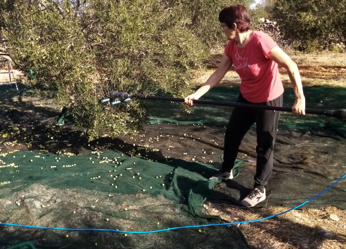 Fotografija 13 - OPG Ivić od hobija postao obiteljski posao prepoznat u svijetu: 'Mnogo je truda i odricanja, ali priznanja daju vjetar u leđa'