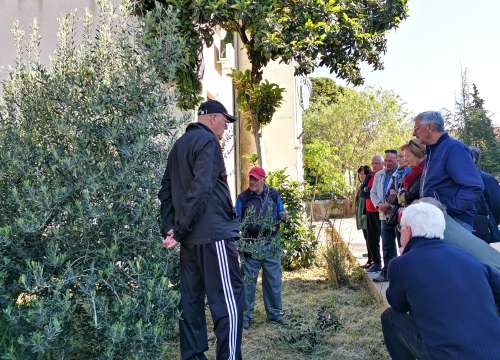Prvo teorija pa onda praksa: Davorin Pamić nakon emisije maslinarima prezentirao rezidbu masline