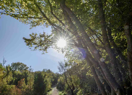 Fotografija 4 - Posjeti NP "Krka" na Praznik rada, preuzmi svoju sadnicu i posadi je za budućnost!