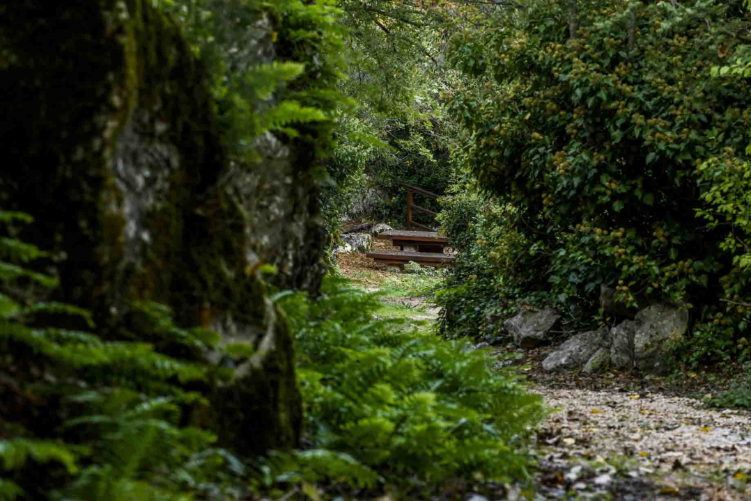 Posjeti NP "Krka" na Praznik rada, preuzmi svoju sadnicu i posadi je za budućnost!