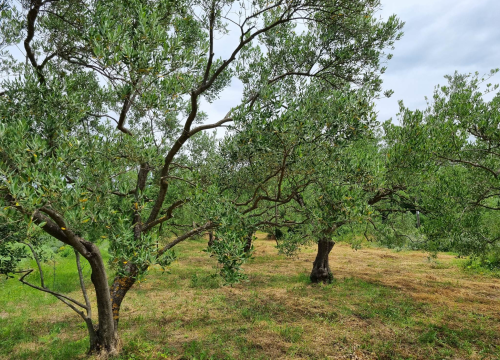 Fotografija 5 - Maslinar Nikica Roško: 'Ovo više nije težak zanat, tehnologija je olakšala, nedostaje samo strpljenja'