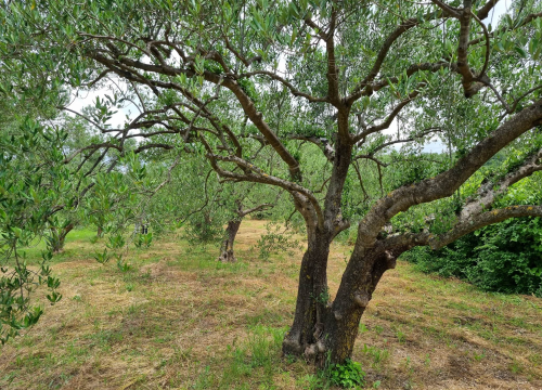 Fotografija 6 - Maslinar Nikica Roško: 'Ovo više nije težak zanat, tehnologija je olakšala, nedostaje samo strpljenja'