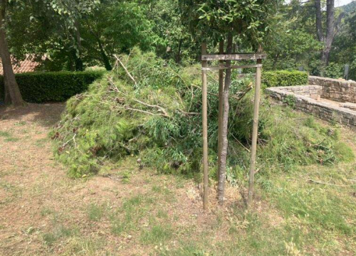 Fotografija 2 - Uznemireni čitatelji snimili posječena stabla na Krki, iz NP-a poručuju: 'Bila su u vrlo lošem stanju'