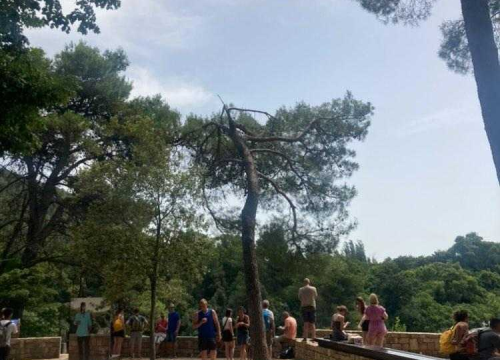 Fotografija 3 - Uznemireni čitatelji snimili posječena stabla na Krki, iz NP-a poručuju: 'Bila su u vrlo lošem stanju'
