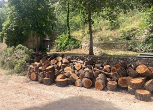 Uznemireni čitatelji snimili posječena stabla na Krki, iz NP-a poručuju: 'Bila su u vrlo lošem stanju'