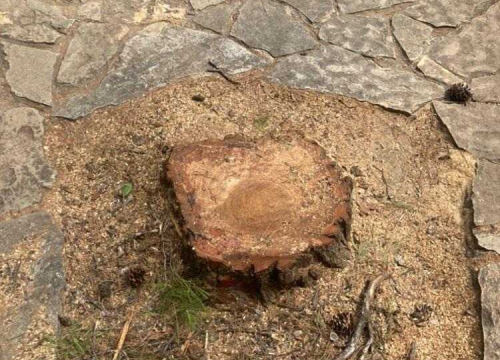 Fotografija 5 - Uznemireni čitatelji snimili posječena stabla na Krki, iz NP-a poručuju: 'Bila su u vrlo lošem stanju'