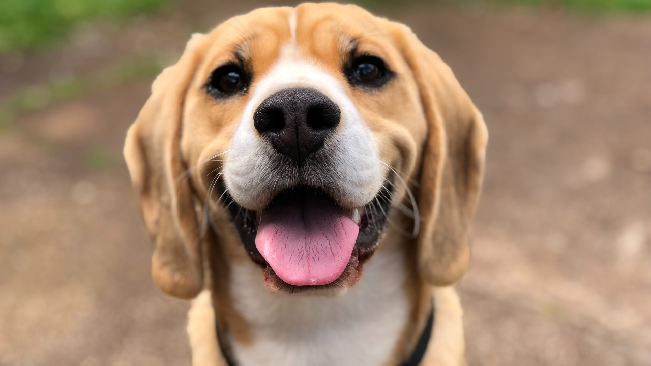 Želite psa koji rijetko ide veterinaru? Ovo su pasmine s najmanje problema