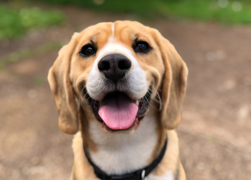 Želite psa koji rijetko ide veterinaru? Ovo su pasmine s najmanje problema
